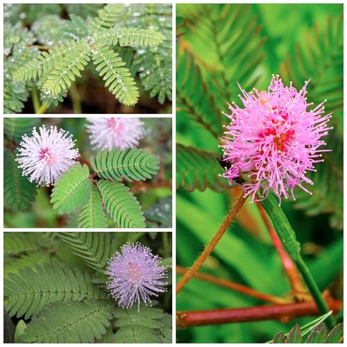 Seed Needs Mimosa pudica leaves react to touch for a playful indoor display.