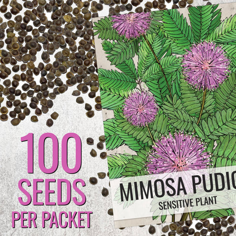 Seed Needs Mimosa pudica features tiny fluffy flowers for soft summer color.
