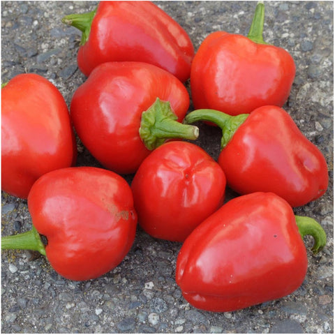 Seed Needs peppers thriving in containers, ideal for patios and balconies