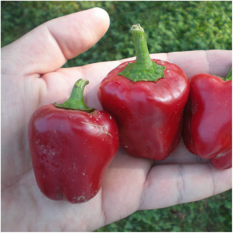Seed Needs mini bell peppers ready for harvest in a container or small garden