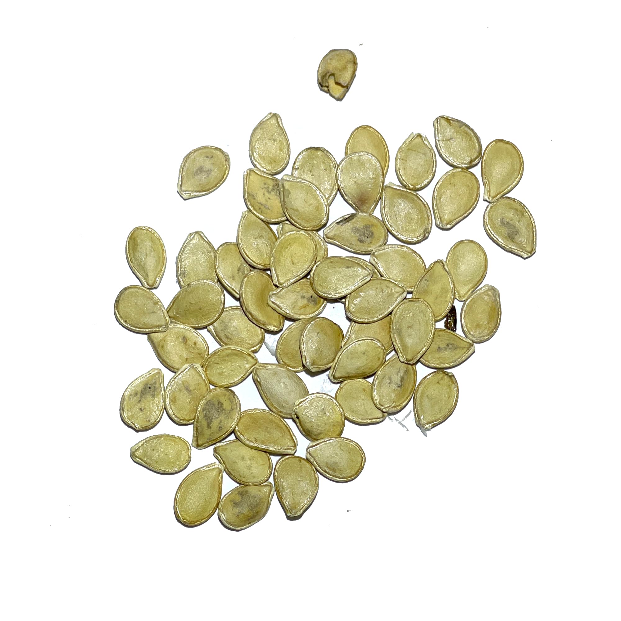 Seed Needs miniature cream pumpkins closeup emphasizing creamy skin and decorative potential.
