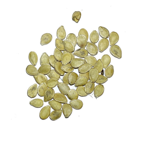 Seed Needs miniature cream pumpkins closeup emphasizing creamy skin and decorative potential.