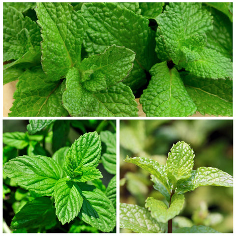 Seed Needs mint seeds in a garden bed, thriving in moist, well-drained soil with sun.