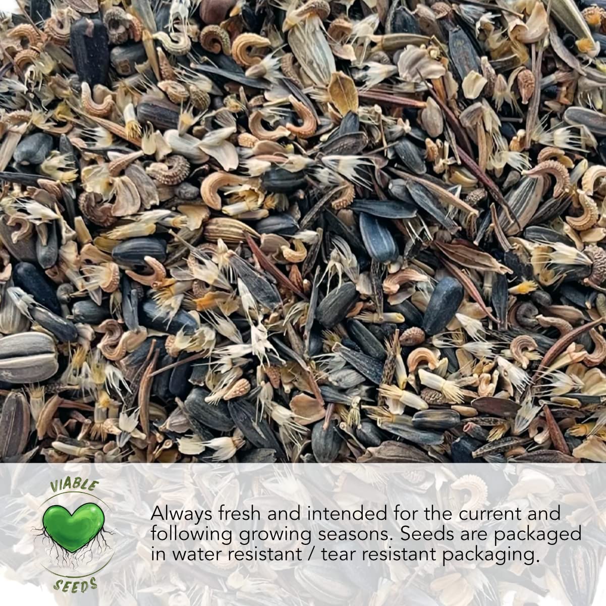 Seed Needs mint seeds open-pollinated heirloom traits and freshness