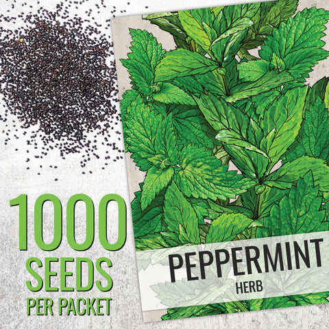 Seed Needs peppermint leaves close-up, highlighting bold, cooling flavor for teas and confections.