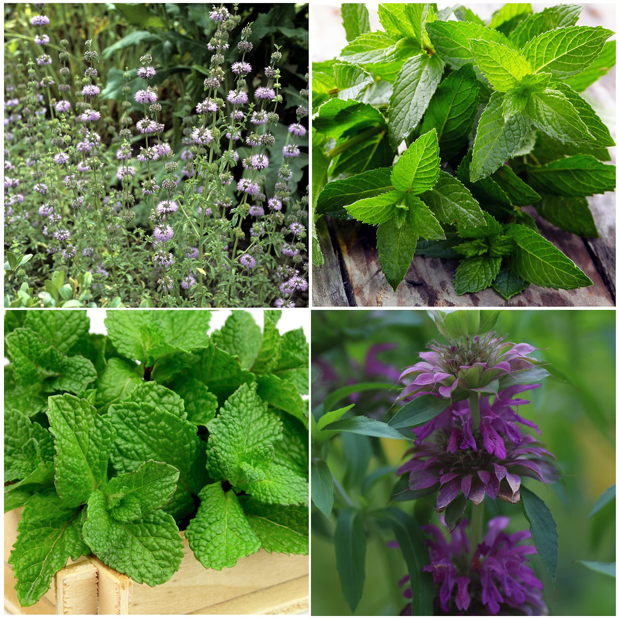 Seed Needs peppermint seeds packet with bold, cooling aroma