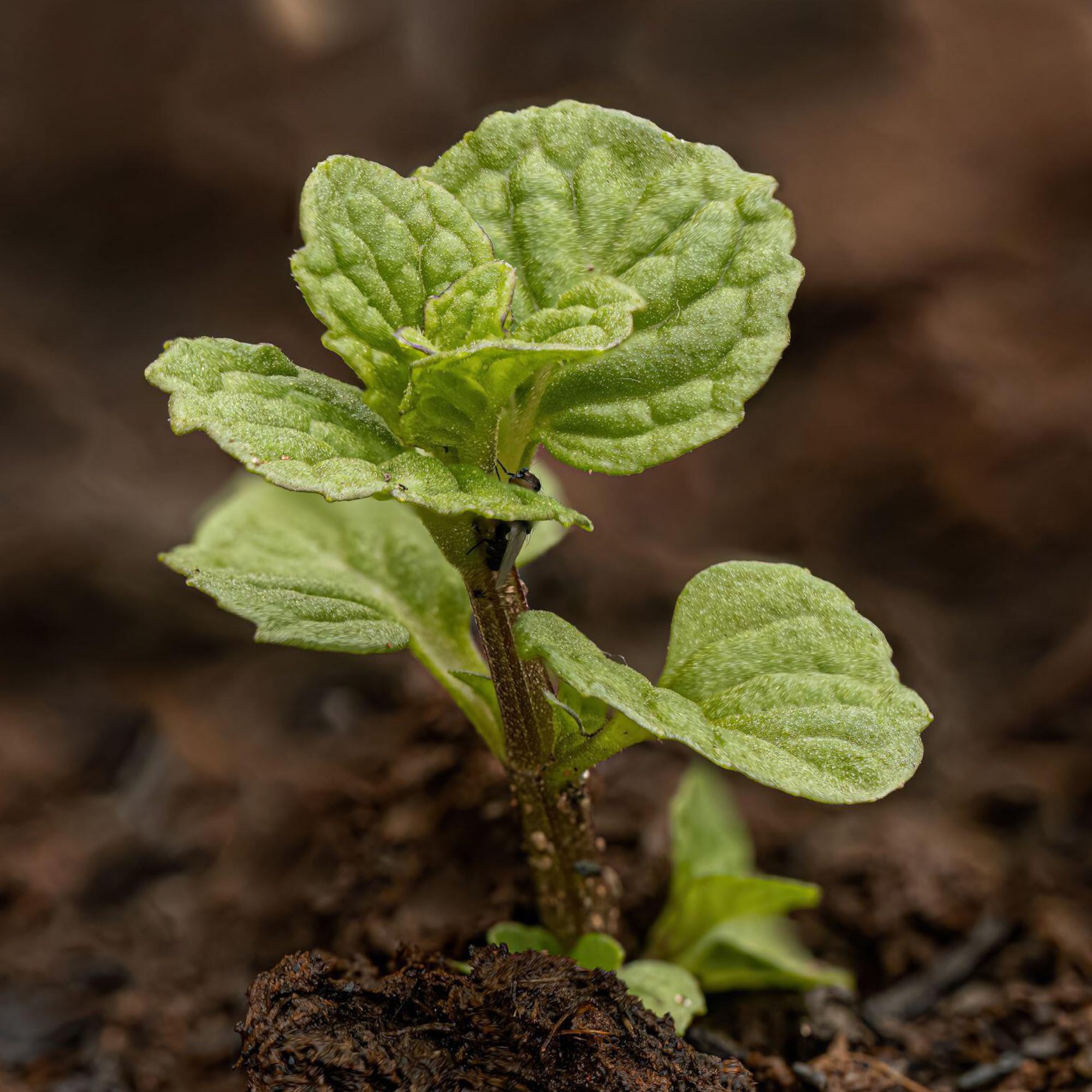 Seed Needs mint seeds in a pot, perfect for indoor culinary spaces and fresh herbs.