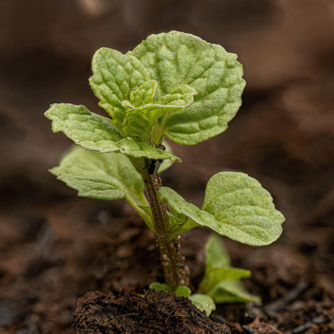 Seed Needs mint seeds in a pot, perfect for indoor culinary spaces and fresh herbs.