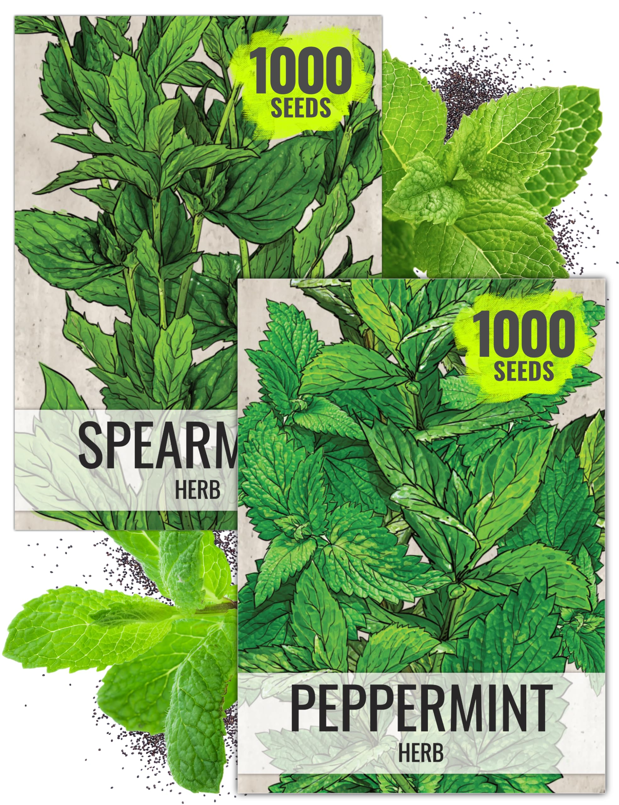 Seed Needs spearmint leaves close-up, showcasing fresh aroma for beverages and salads.