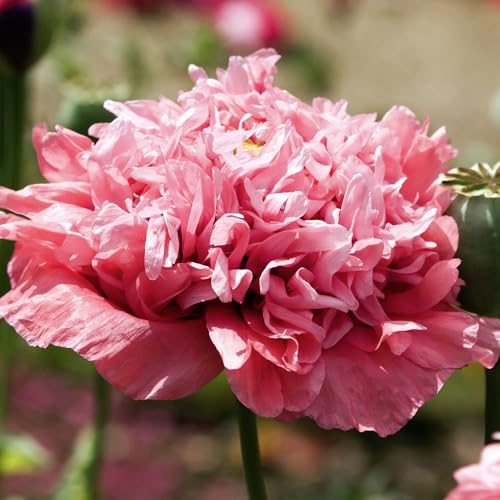 Seed Needs mixed peony poppy seeds direct-sown in sun deliver dramatic height.
