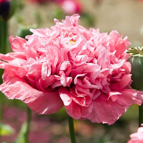 Seed Needs mixed peony poppy seeds direct-sown in sun deliver dramatic height.