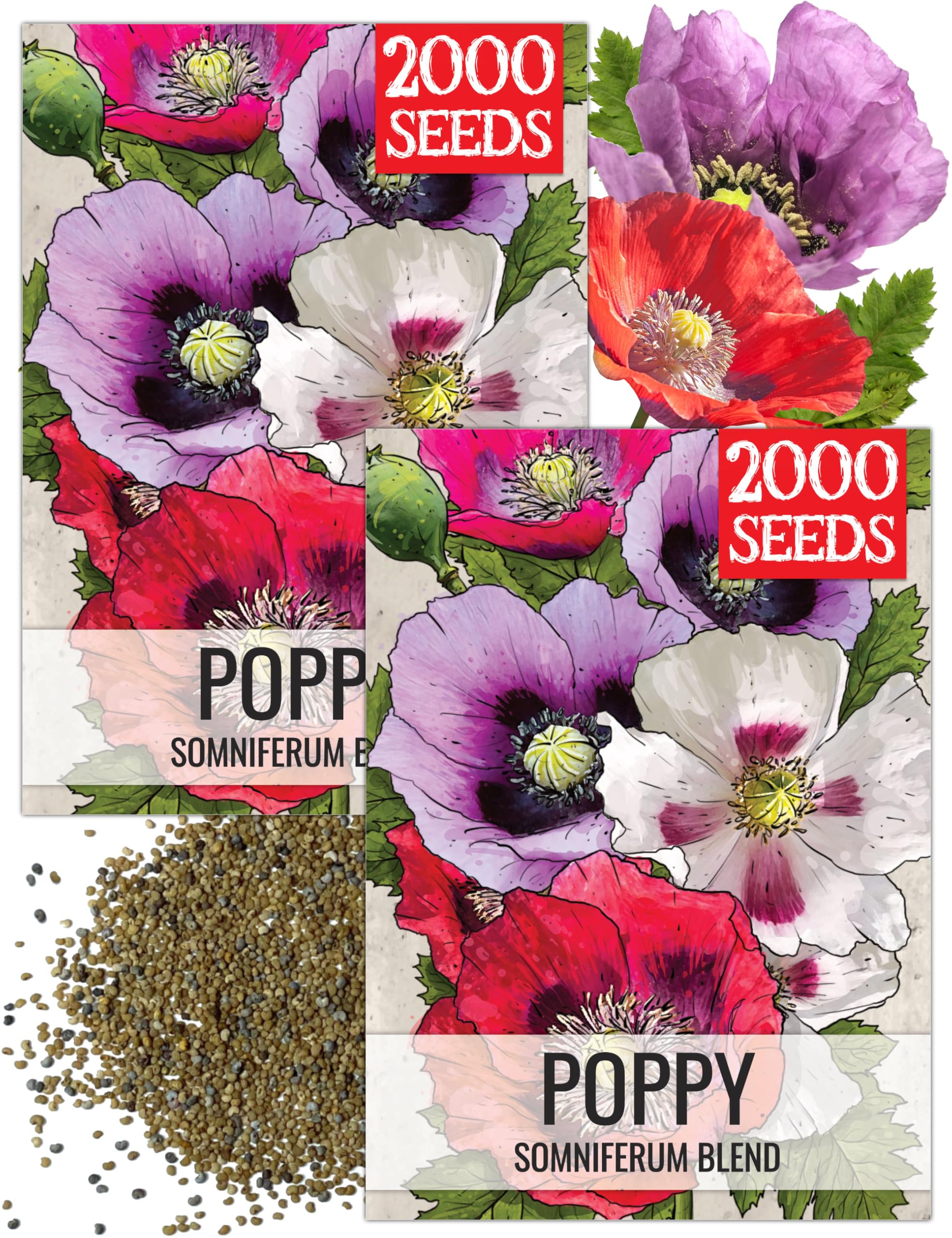 Seed Needs mixed Somniferum poppies show a colorful bloom, ideal for vibrant borders.