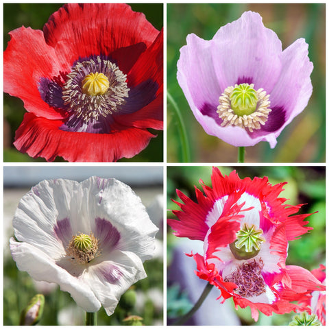 Seed Needs mixed poppies present dramatic forms for bold seasonal color.