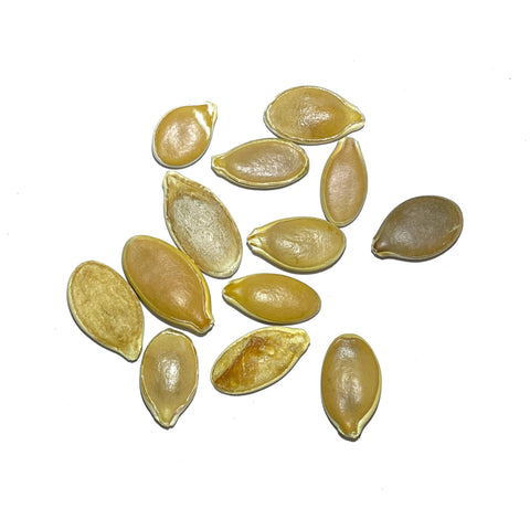 Seed Needs moisture-resistant packaging close-up keeps seeds fresh for planting