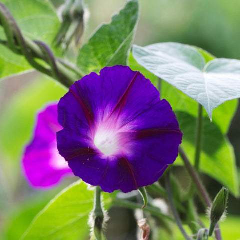 Moisture-resistant packaging keeps seeds fresh between seasons
