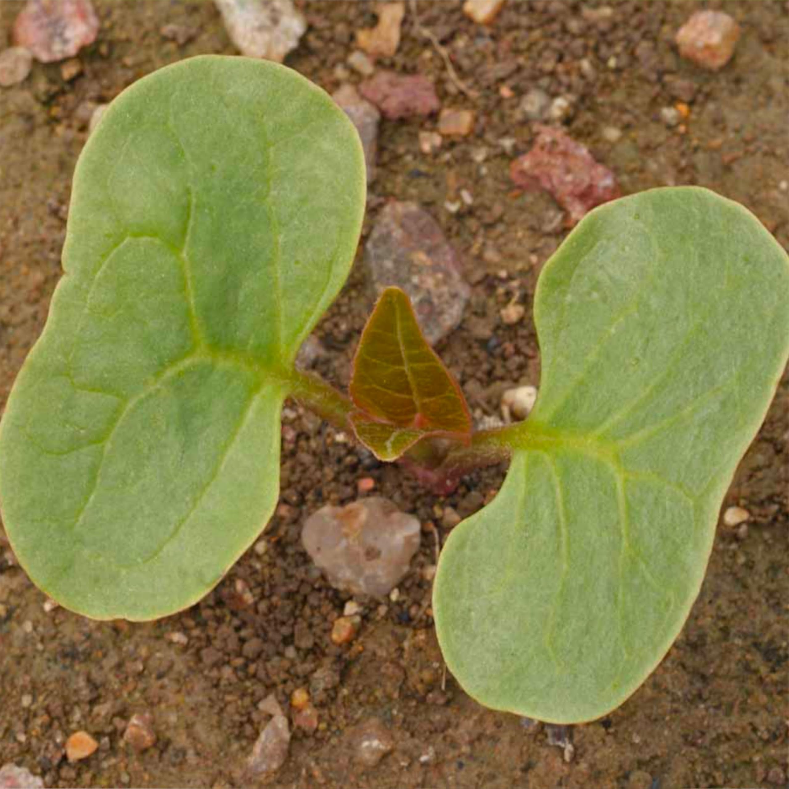 Seed Needs moisture-resistant packaging keeps seeds fresh longer.