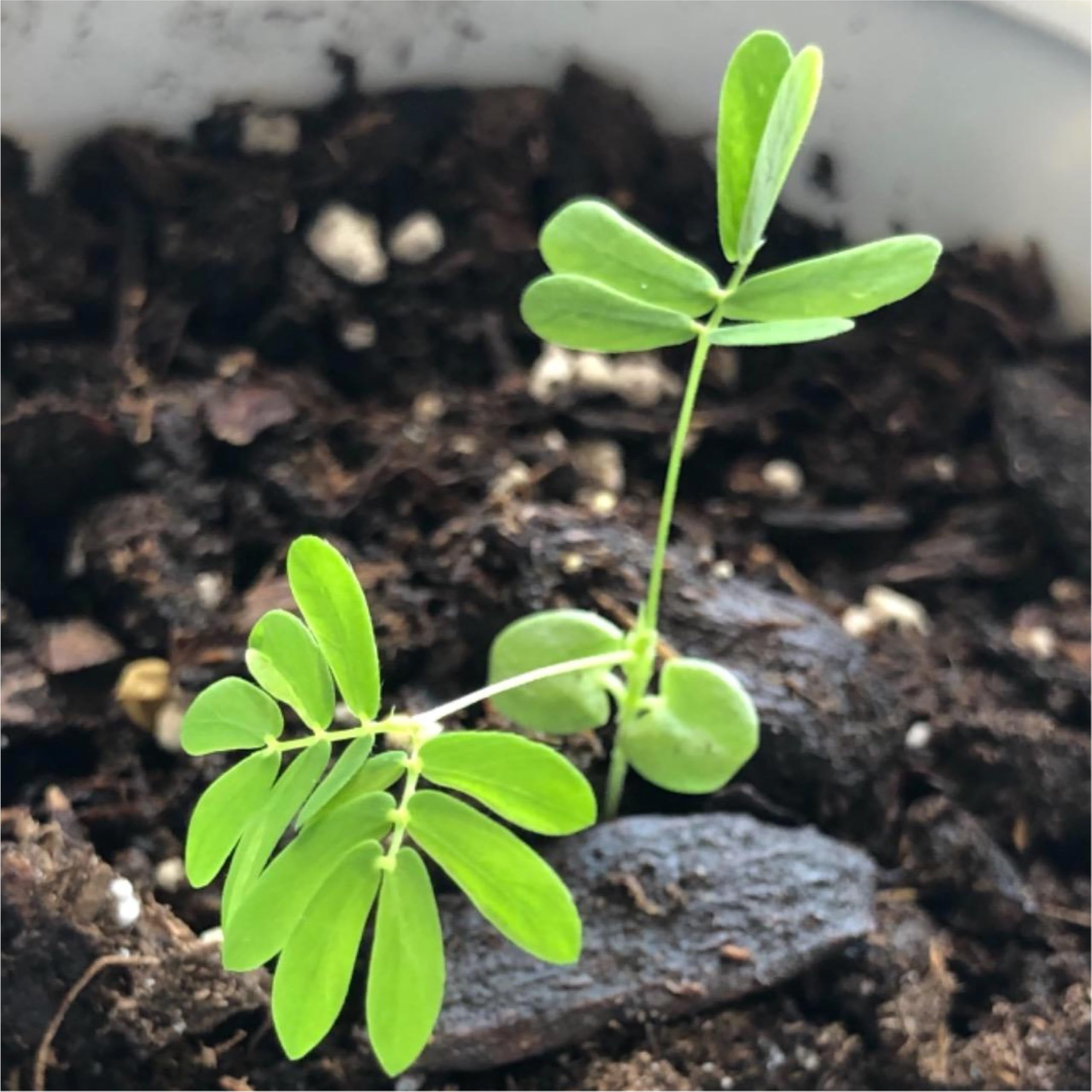 Seed Needs moisture-resistant packaging keeps seeds fresher longer.