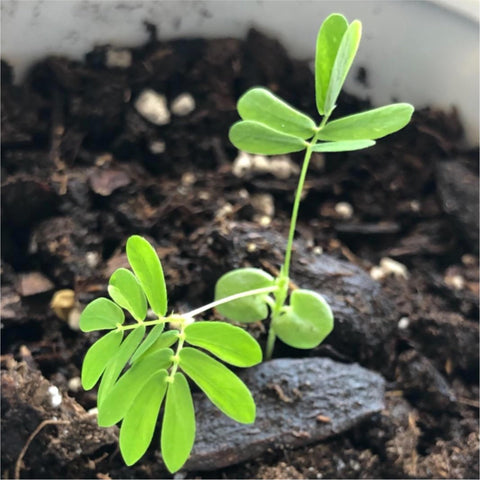Seed Needs moisture-resistant packaging keeps seeds fresher longer.