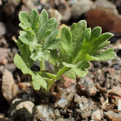 Seed Needs moisture-resistant packaging keeps seeds fresh through storage.