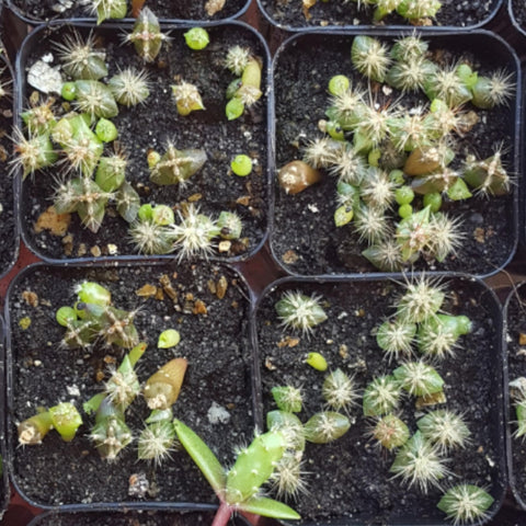 Seed Needs moisture-resistant packaging keeps seeds fresh for future planting