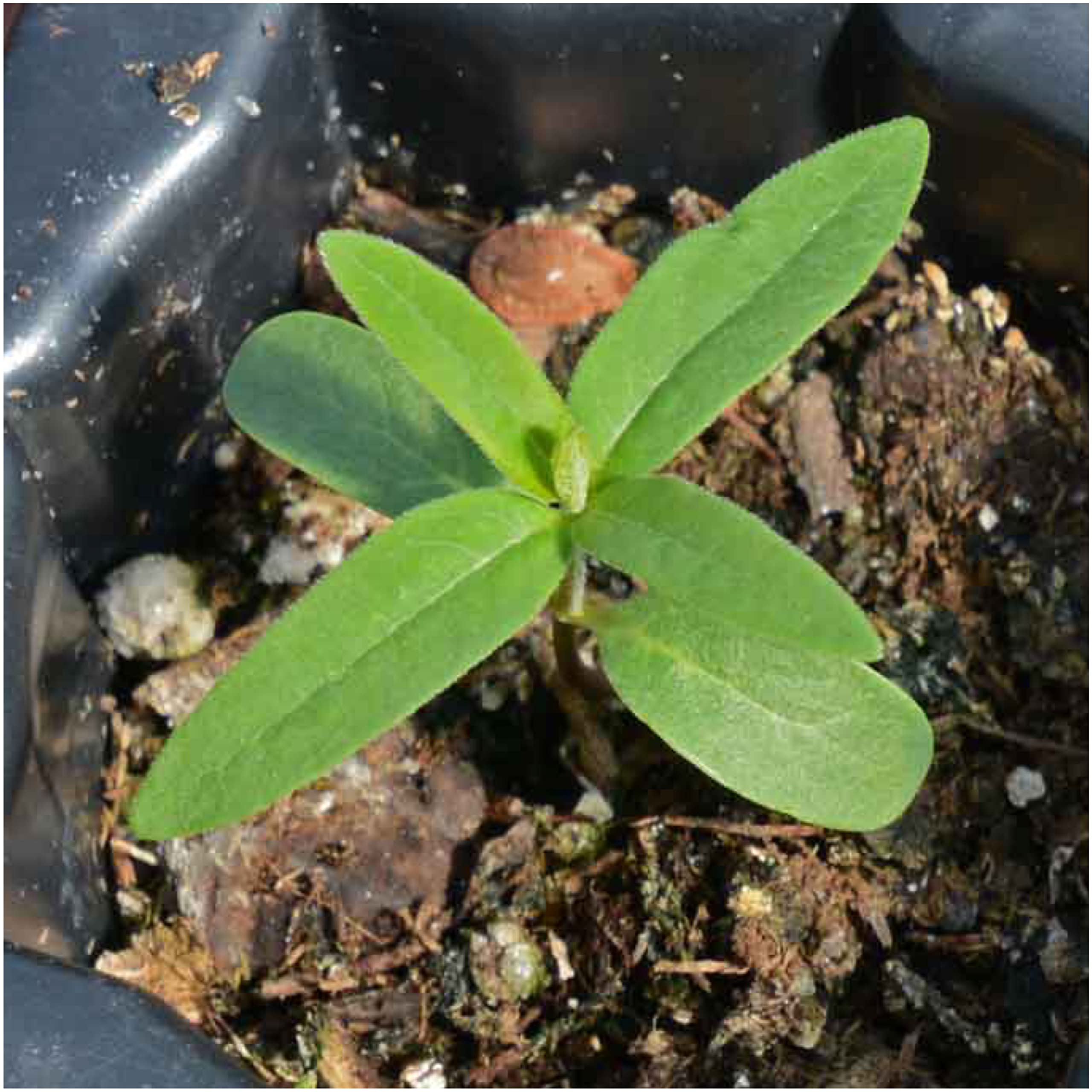 Seed Needs monarch-friendly host plant blooming scene highlights monarch habitat potential.