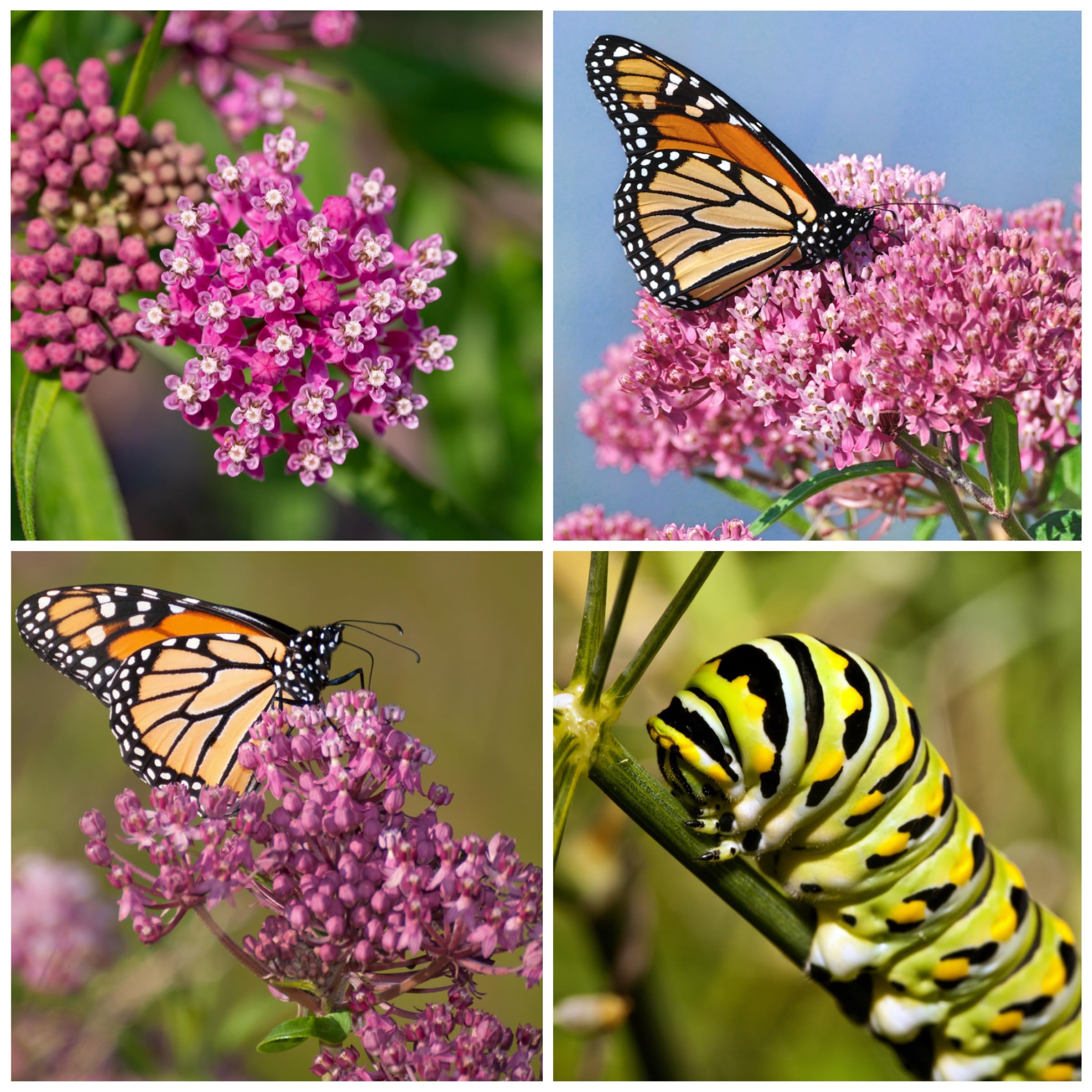 Seed Needs monarch larvae host plant supports monarch caterpillars in gardens.