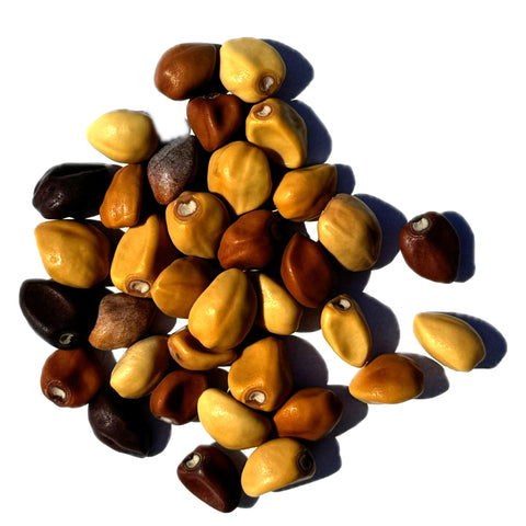 Seed Needs Moonflower open-pollinated seeds support authentic heritage gardening.