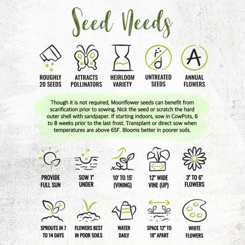 Seed Needs packaging keeps Moonflower seeds fresh for sowing.