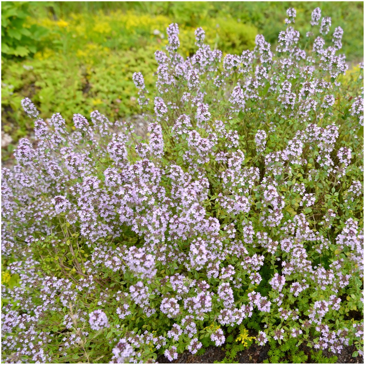 Seed Needs Mother of Thyme seeds spreading into a dense fragrant mat.