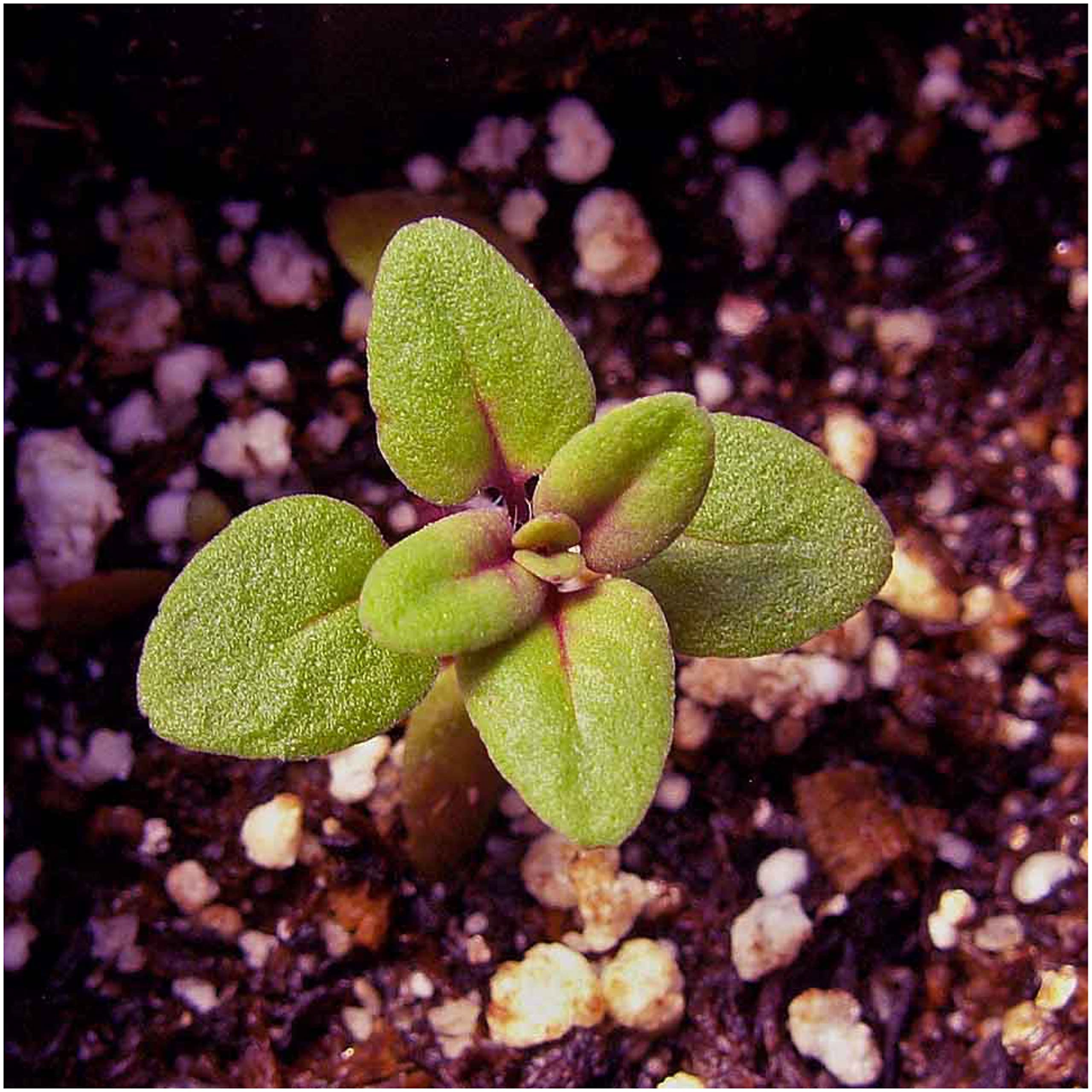 Seed Needs Mother of Thyme seeds being planted in a garden bed for groundcover.