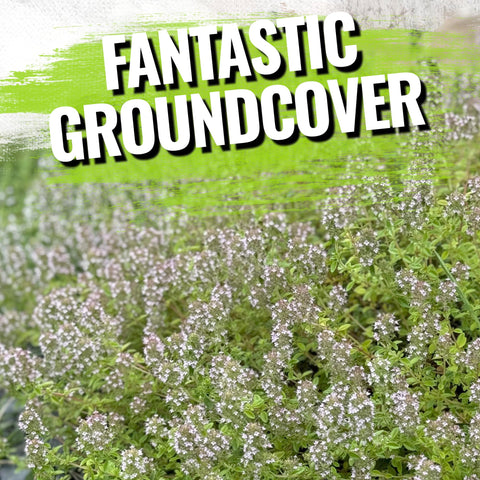 Seed Needs seeds packaging moisture-resistant for freshness and sowing readiness.
