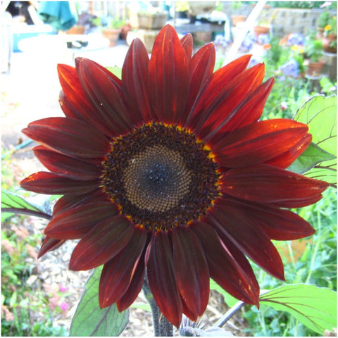 Seed Needs Moulin Rouge bloom closeup showcasing deep burgundy petals for bouquets.
