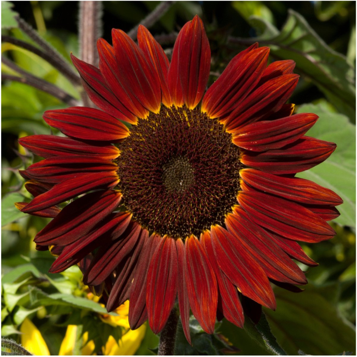 Seed Needs Moulin Rouge in the garden, tall stems create dramatic border displays.