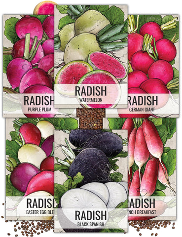 Seed Needs multicolor radish collection pack front, colorful packets ready for quick sowing.