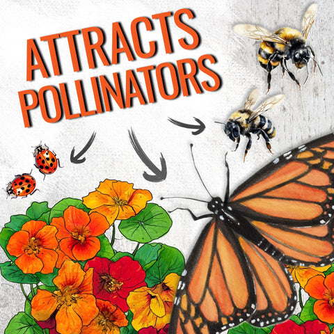 Seed Needs seed packets feature art and sowing guidance for easy planting.