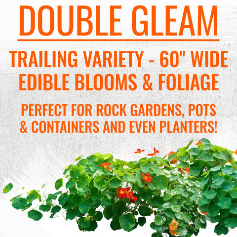 Seed Needs compact Jewel Blend for edging and bright ground cover in sun