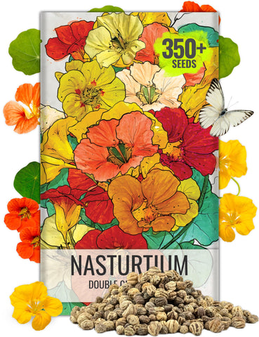 Seed Needs Nasturtium Double Gleam bloom close-up; vibrant colors for edible garnish.