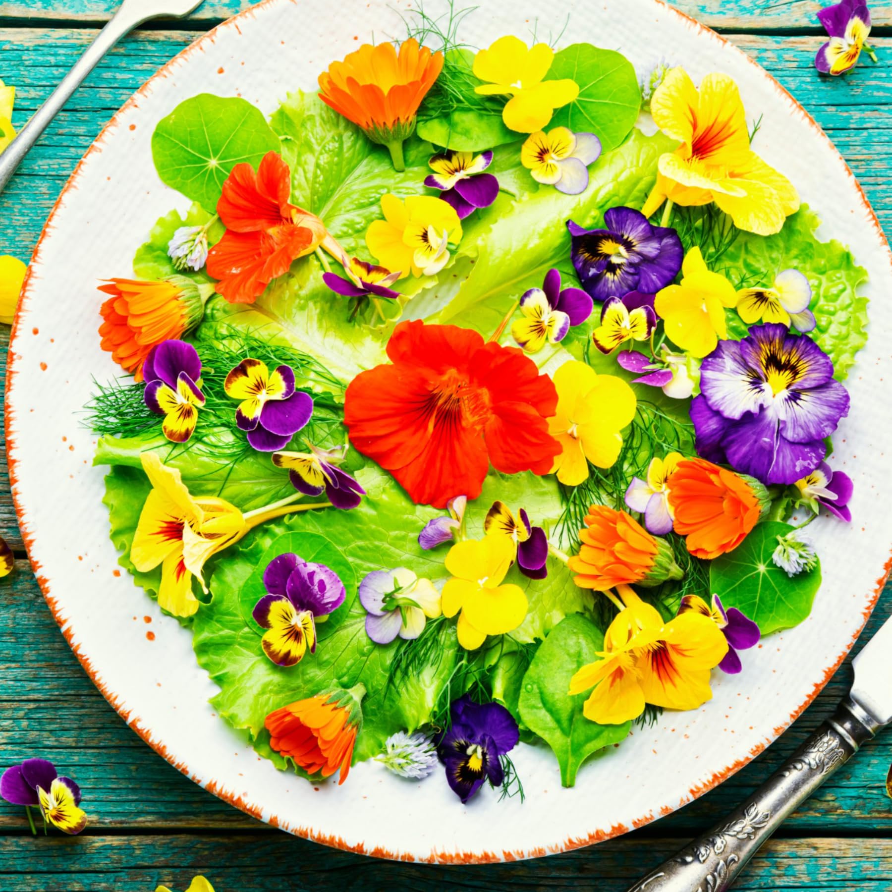 Seed Needs nasturtium double gleam planting guide on packet for easy garden setup.