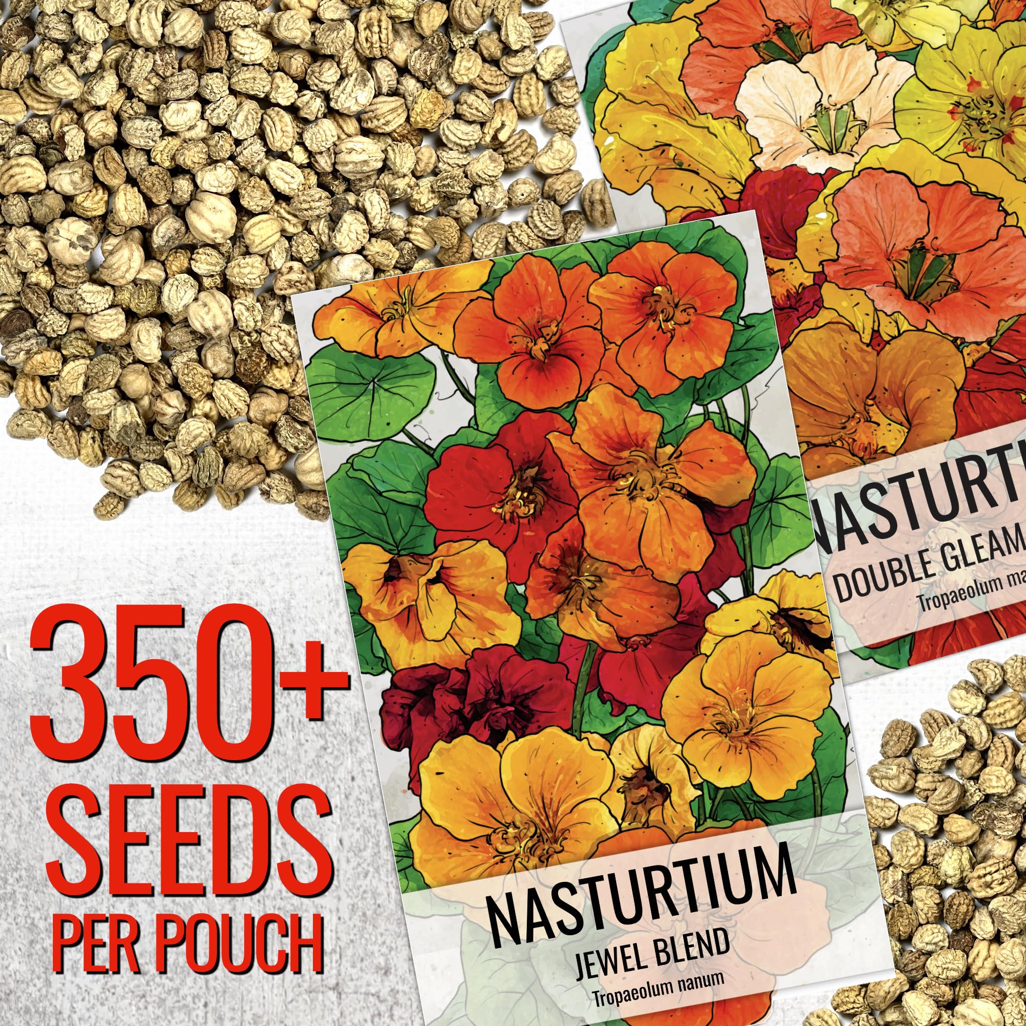 Seed Needs Double Gleam nasturtium fully double blooms add bold color to containers
