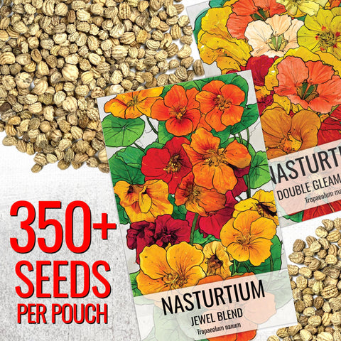 Seed Needs Double Gleam nasturtium fully double blooms add bold color to containers