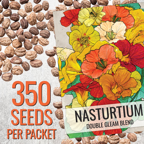 Seed Needs Nasturtium Double Gleam vine full length; dramatic trailing blooms for containers.