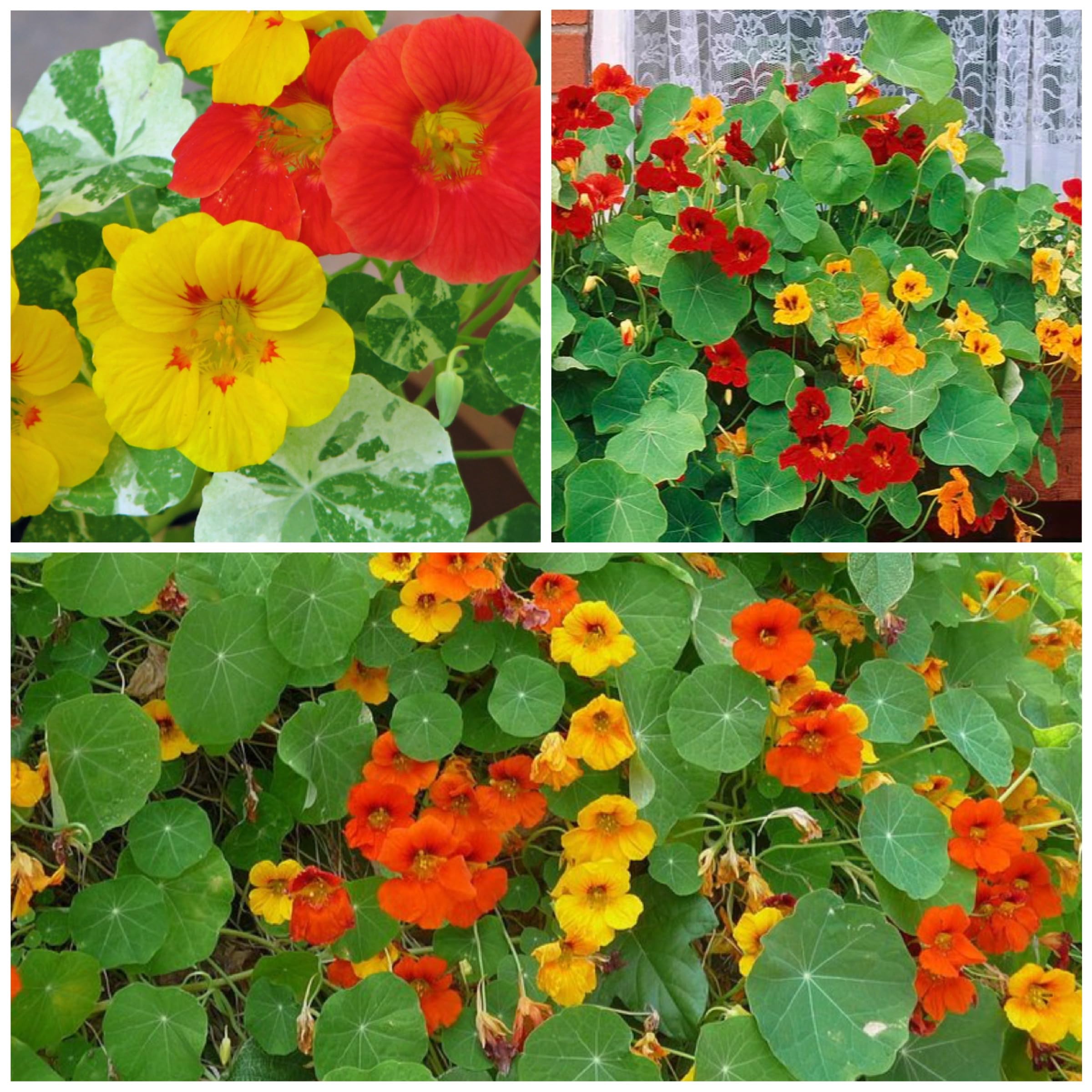 Seed Needs nasturtium double gleam vine growth reaching 60 inches in the garden.