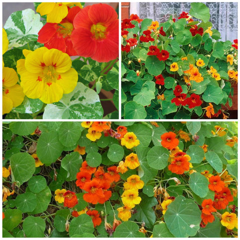 Seed Needs nasturtium double gleam vine growth reaching 60 inches in the garden.