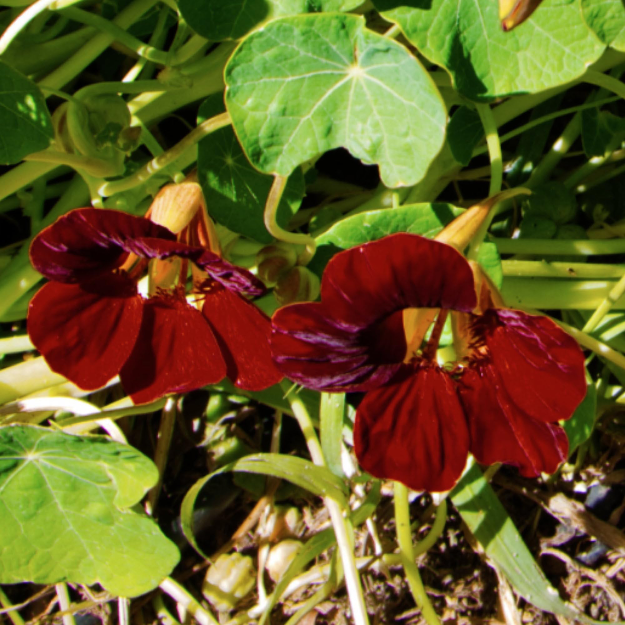 Seed Needs Nasturtium Edible Flowers and Leaves add color and peppery flavor.
