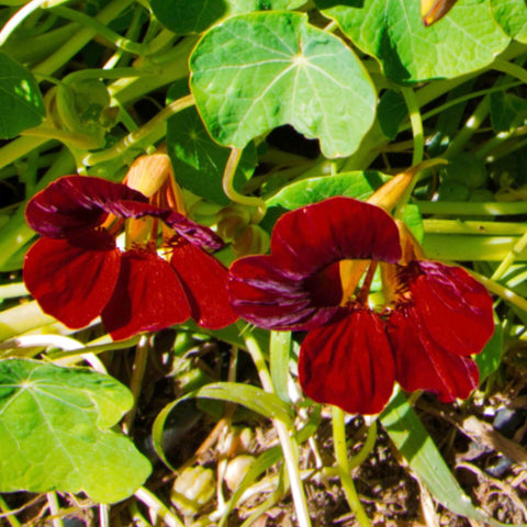 Seed Needs Nasturtium Edible Flowers and Leaves add color and peppery flavor.