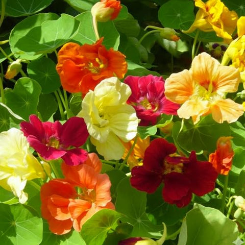 Seed Needs Nasturtium Jewel Mix close-up of jewel-toned blossoms