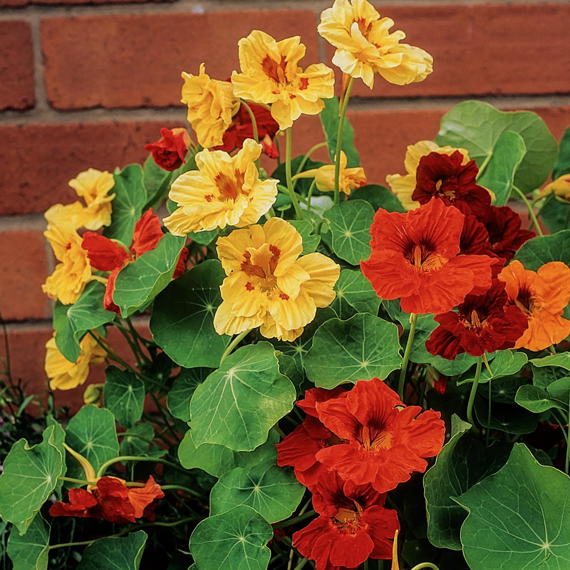 Seed Needs Nasturtium Jewel Mix edible flowers and leaves for salads
