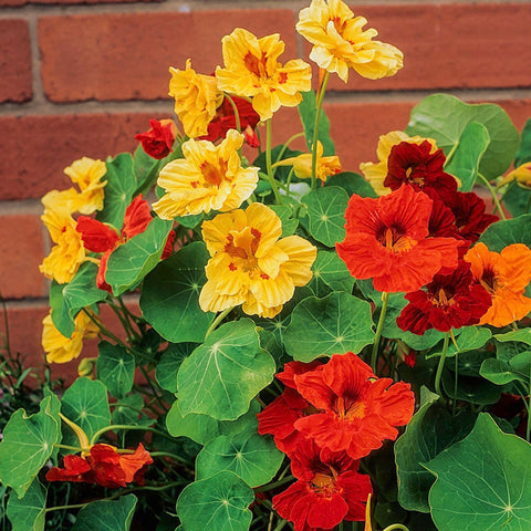 Seed Needs Nasturtium Jewel Mix edible flowers and leaves for salads