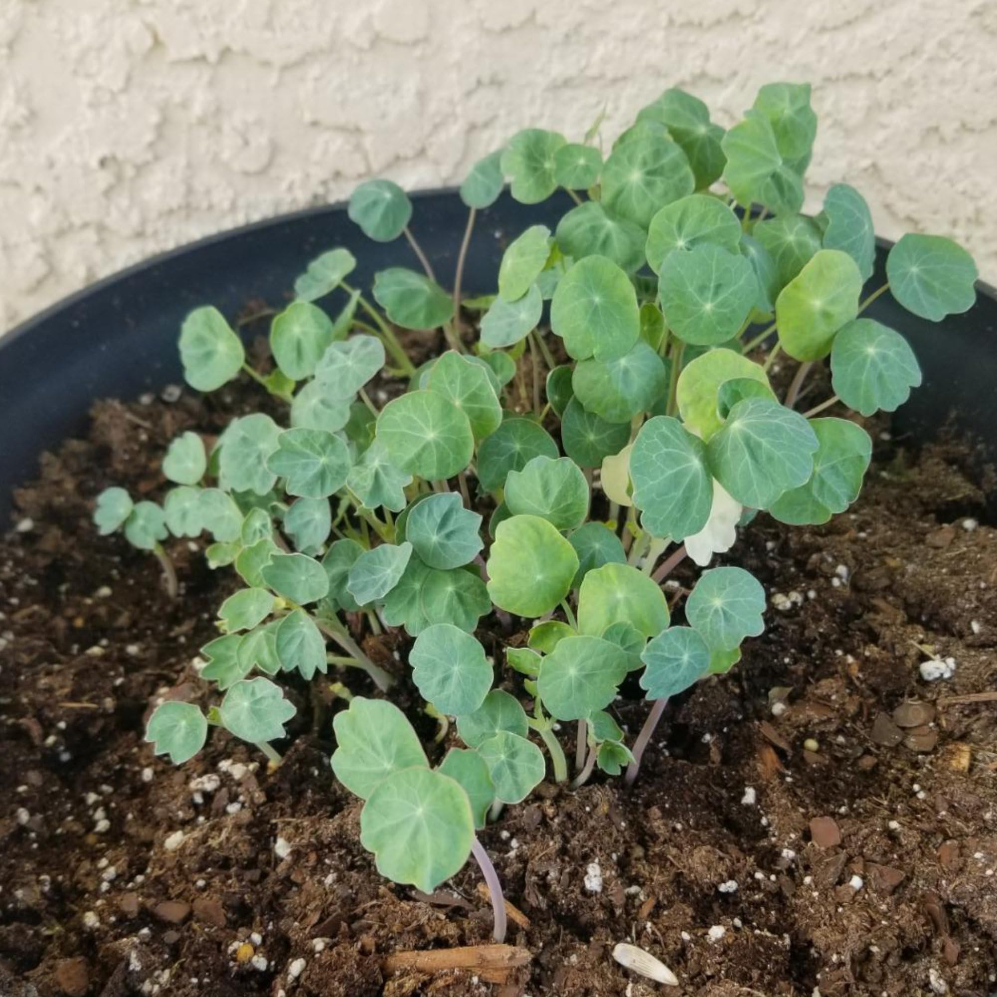 Seed Needs Nasturtium Jewel Mix seeds self-seed in mild climates