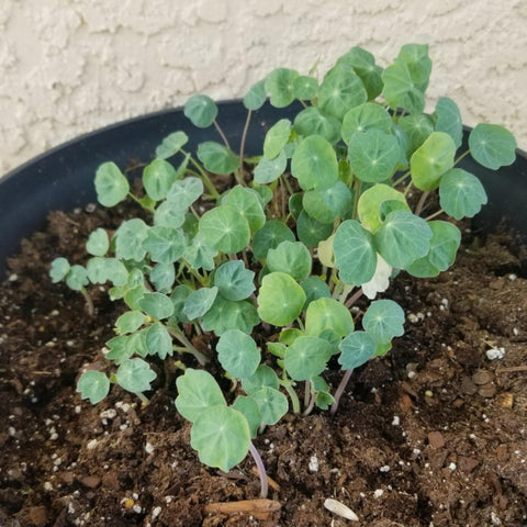 Seed Needs Nasturtium Jewel Mix seeds self-seed in mild climates
